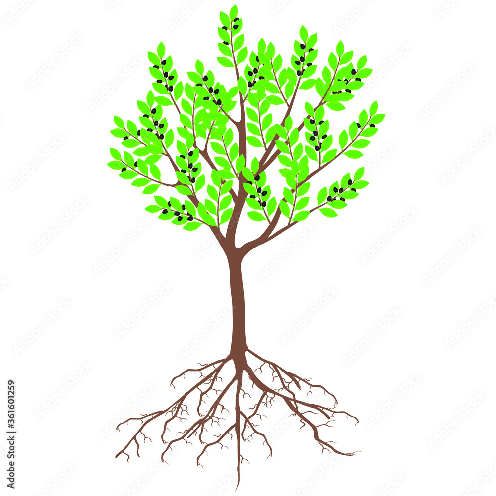 Fototapeta premium Laurel tree with fruits and roots on a white background.