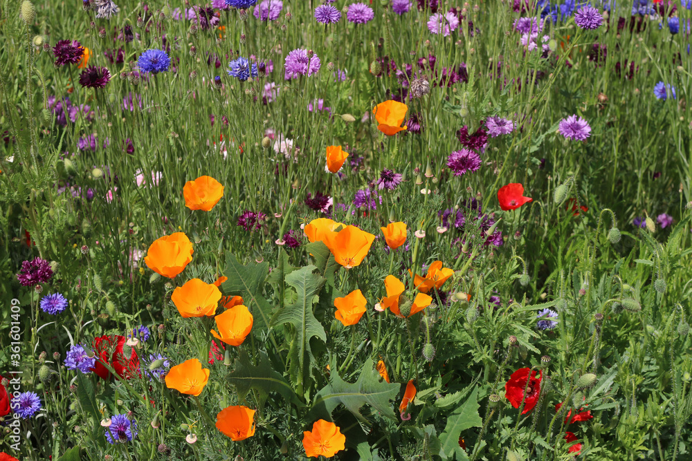 Home meadow of brightly colored flowers