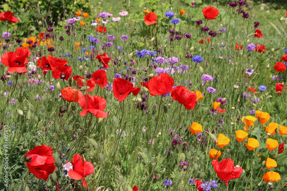 Obraz premium Home meadow of brightly colored flowers and poppies