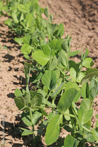Planting green peas in the spring garden