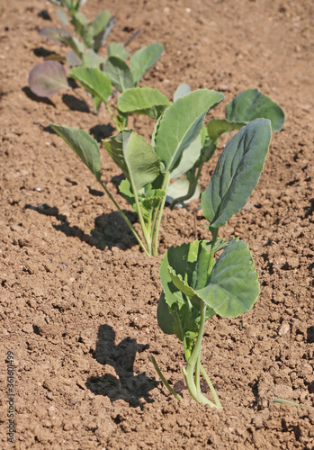 Planting in the spring garden