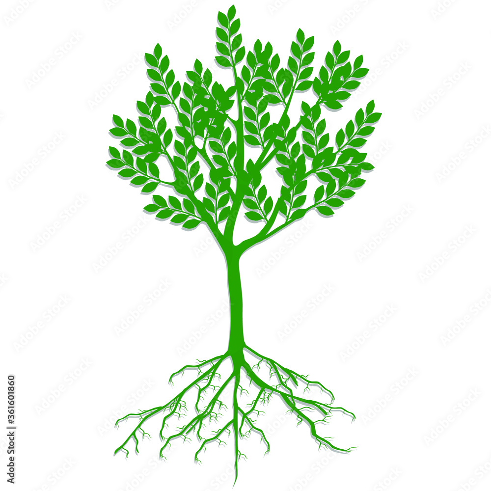 Obraz premium Green ecological tree with roots on a white background.