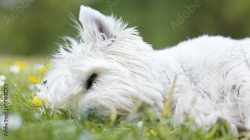 Mid shot of West highland terrier dog asleep, waking up, being stroked and falling asleep again on the grass in the sun. photo