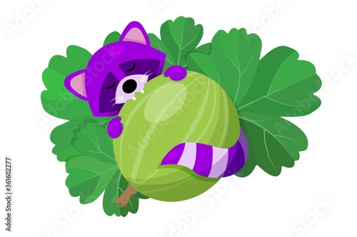 raccoon and gooseberry