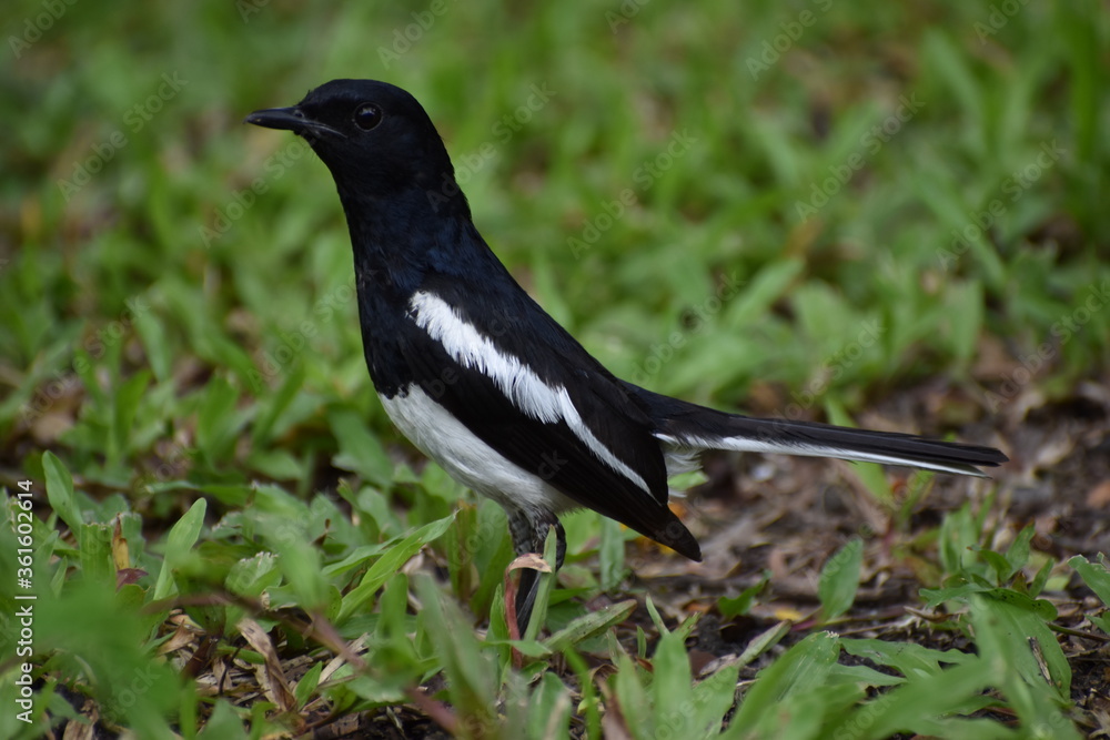 Fototapeta premium crow on the ground