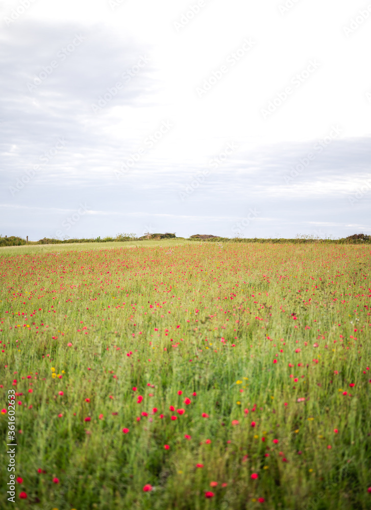 A meadow of Poppies at West Pentire, Cornwall, UK