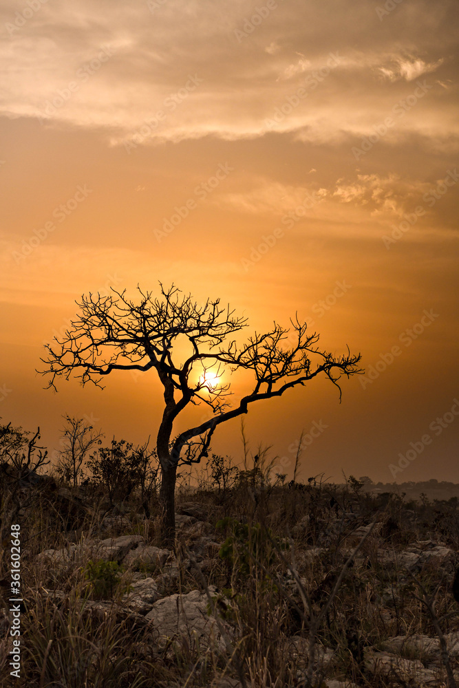 Silhouette of a tree against the setting sun on the heights of a mountain.