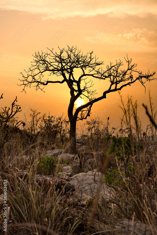 Silhouette of a tree against the setting sun on the heights of a mountain. Silhouette of a tree against the setting sun on the heights of a mountain.
