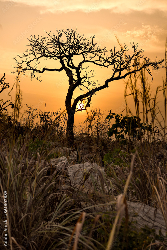 Silhouette of a tree against the setting sun on the heights of a mountain.