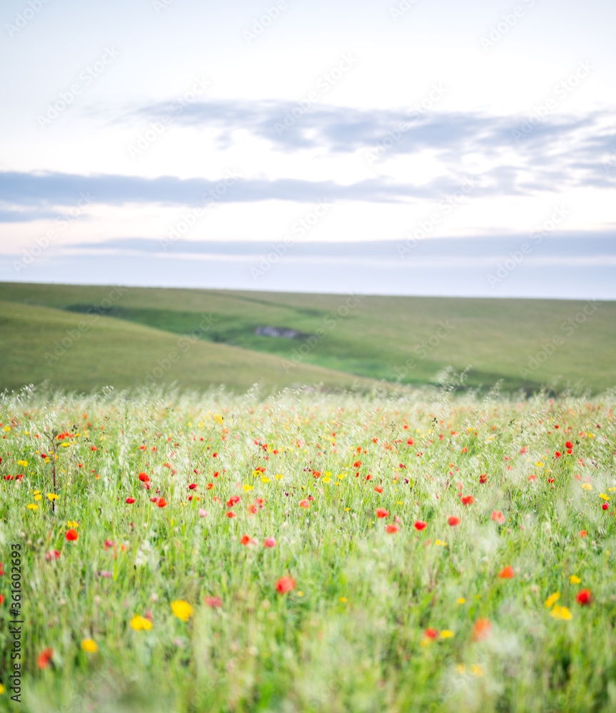 A meadow of Red Poppies on the Cornish Coast (West Pentire)