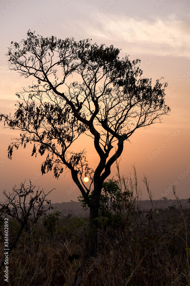 Silhouette of a tree against the setting sun on the heights of a mountain. Silhouette of a tree against the setting sun on the heights of a mountain.