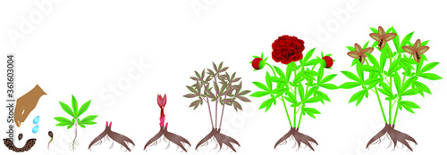 A growth cycle of red peony plant on a white background.
