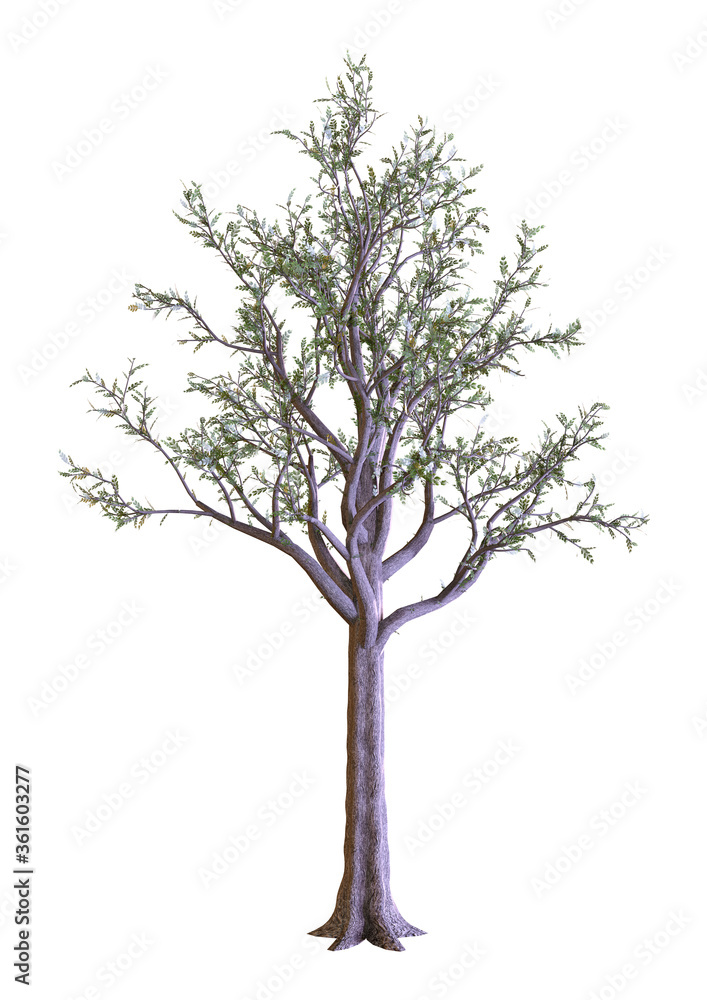 Obraz premium 3D Rendering Dawn Redwood Tree on White