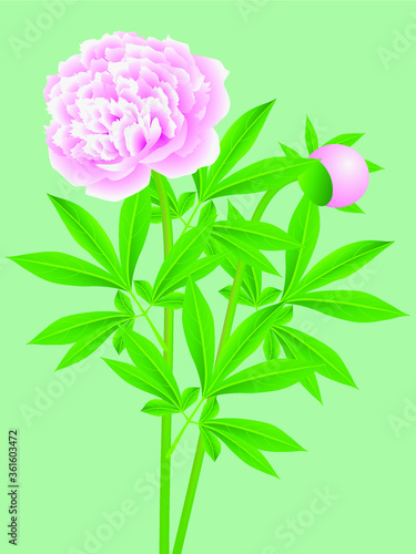 Pink peonies with leaves on a green background.