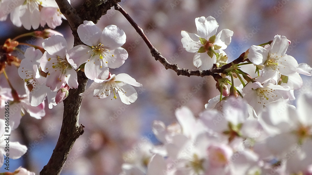 Obraz premium blooming cherry tree
