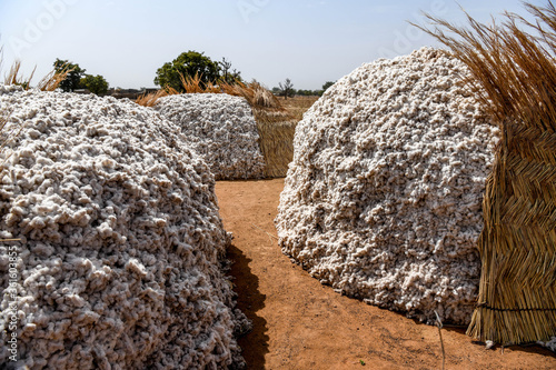 A pile of freshly harvested Dafani cotton from eastern Burkina Faso.