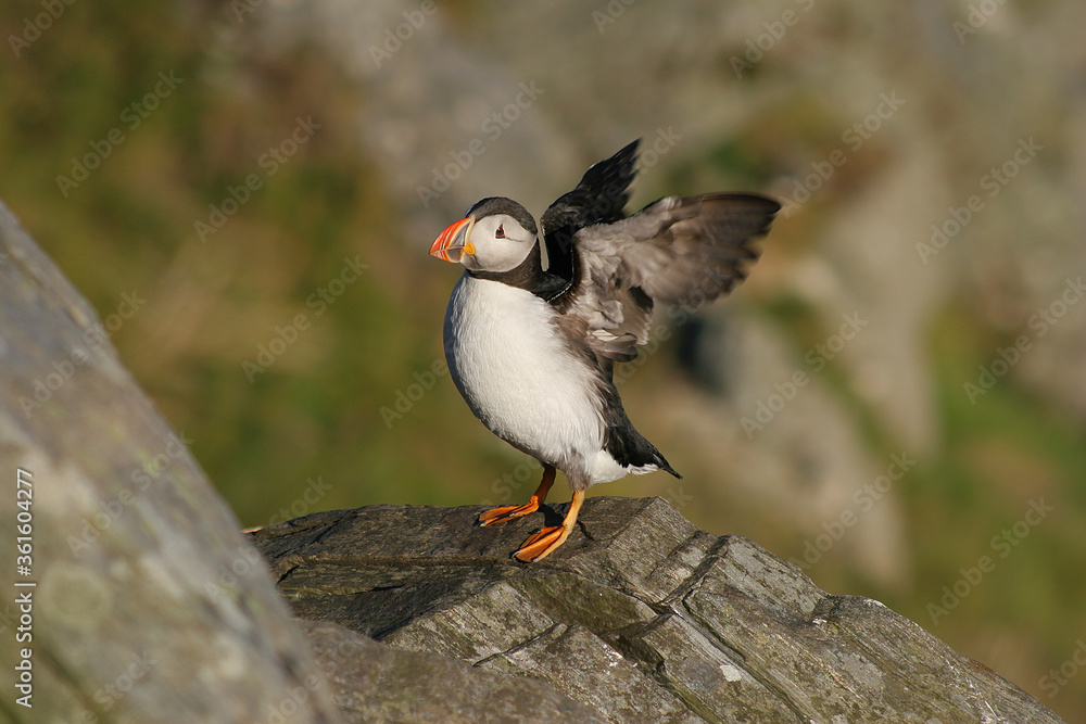 Puffins Puffins