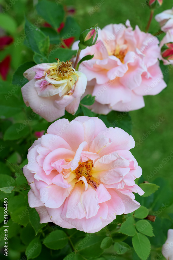 Beautiful pink rose blooming in the garden Beautiful pink rose blooming in the garden