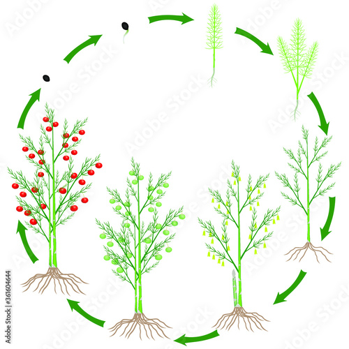Life cycle of a asparagus plant on a white background.