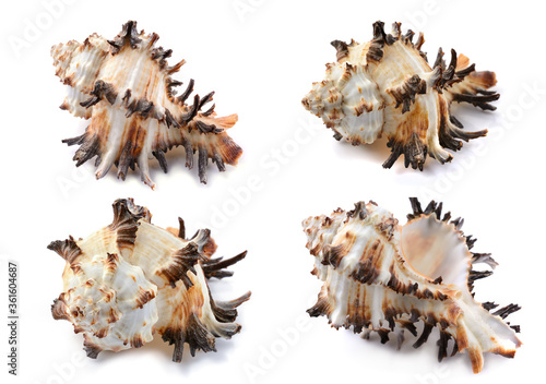 Murex shell, different angles, close-up, isolated on white background, horizontal, close-up