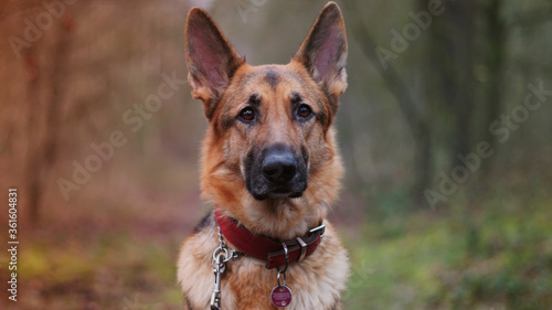 portrait of a german shepherd dog © DanProductions