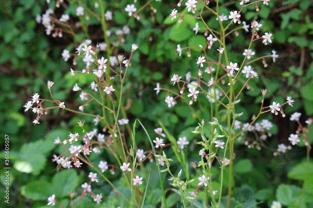 Fototapeta premium Blume, Wiese