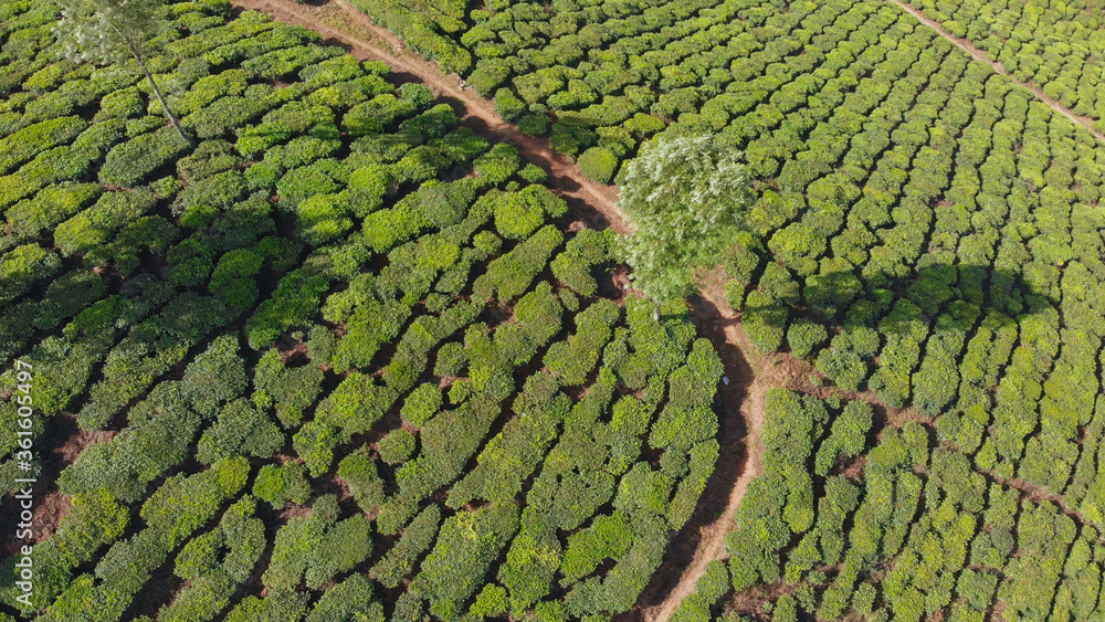 Aerial view tea plantations of India. Kerala State. Near the lake Matupetty.