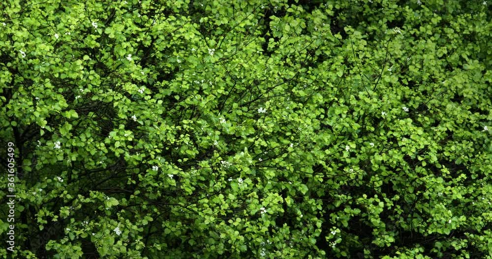Wet green leaves of a tree after the rain. Wet green leaves of a tree after the rain.