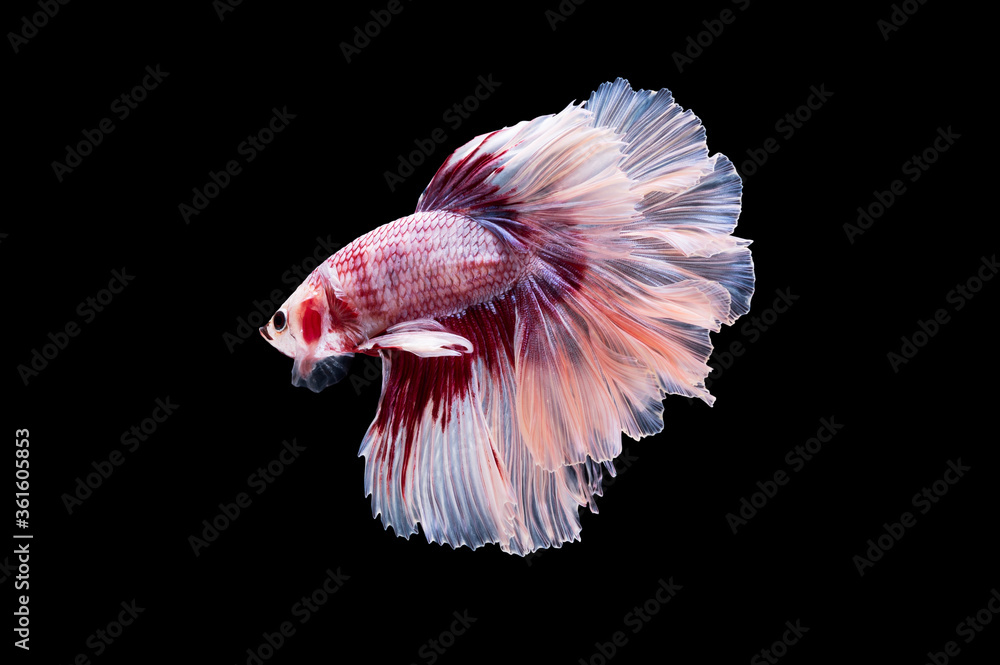 Action and movement of Thai fighting fish on a black background Action and movement of Thai fighting fish on a black background