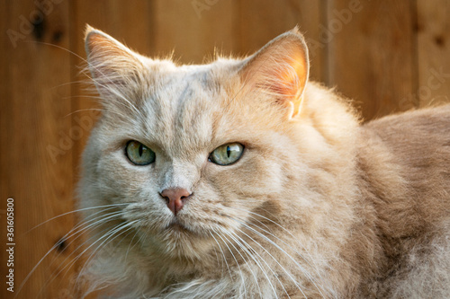 Portrait of a beautiful Persian cat in a country house closeup photo