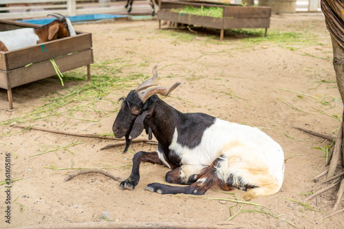 Goats with black and white hairs inside the fence in the zoo were resting comfortably