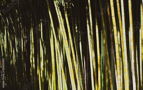 Bamboo forest with high plants and beauty of nature canes - Save the planet and care plants concept - Japanese garden design and Zen concept - Nature backdrop and growing bamboo border design