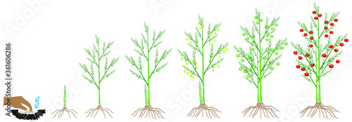 A growth cycle of a asparagus plant on a white background.