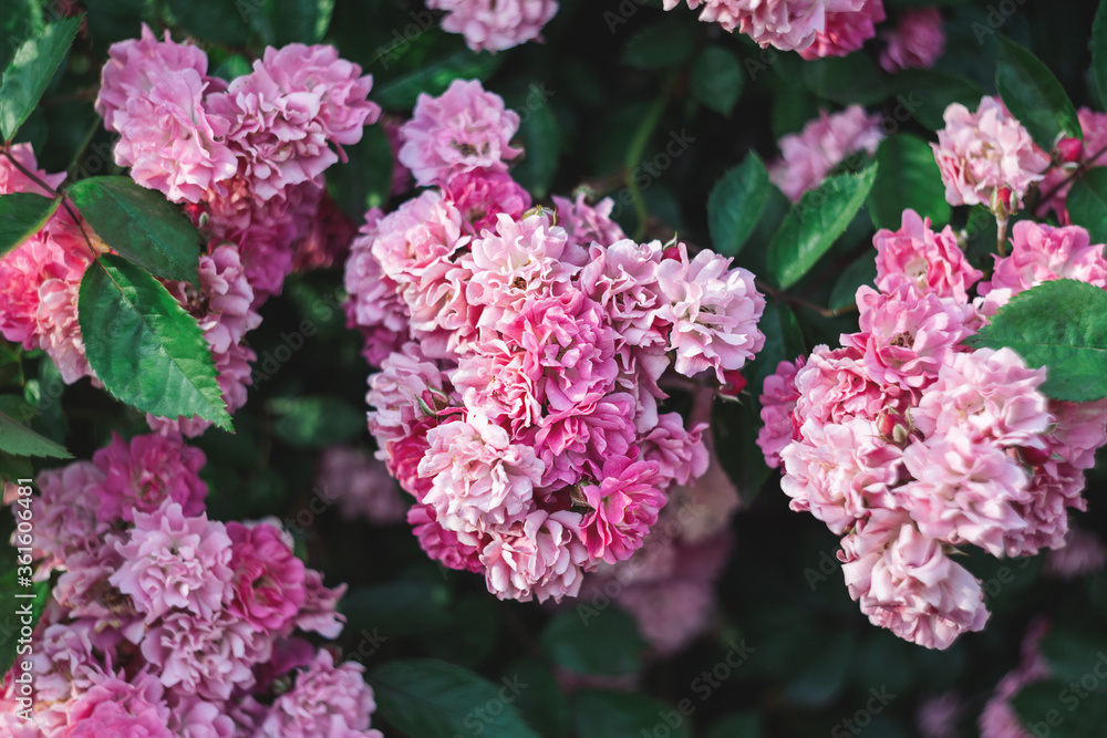 Beautiful pink roses in a garden in a sunlight . Beautiful pink roses in a garden in a sunlight .