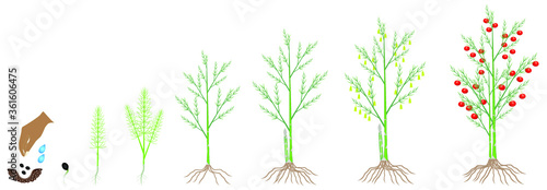 Cycle of growth of a asparagus plant on a white background.