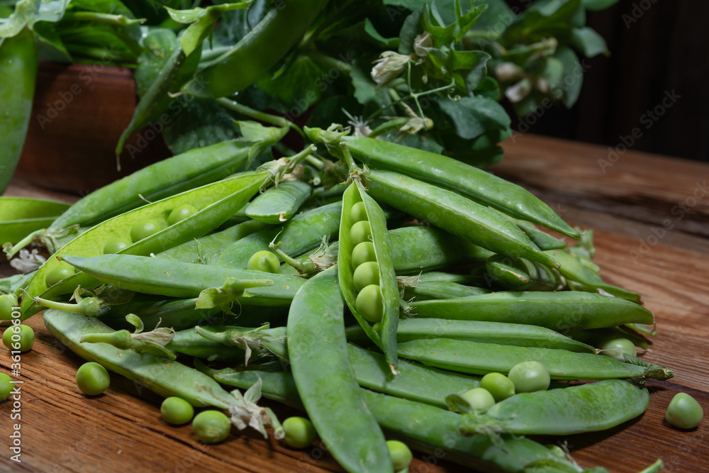 a branch of green peas with pods on a wooden table close-up, harvest from the garden a branch of green peas with pods on a wooden table close-up, harvest from the garden