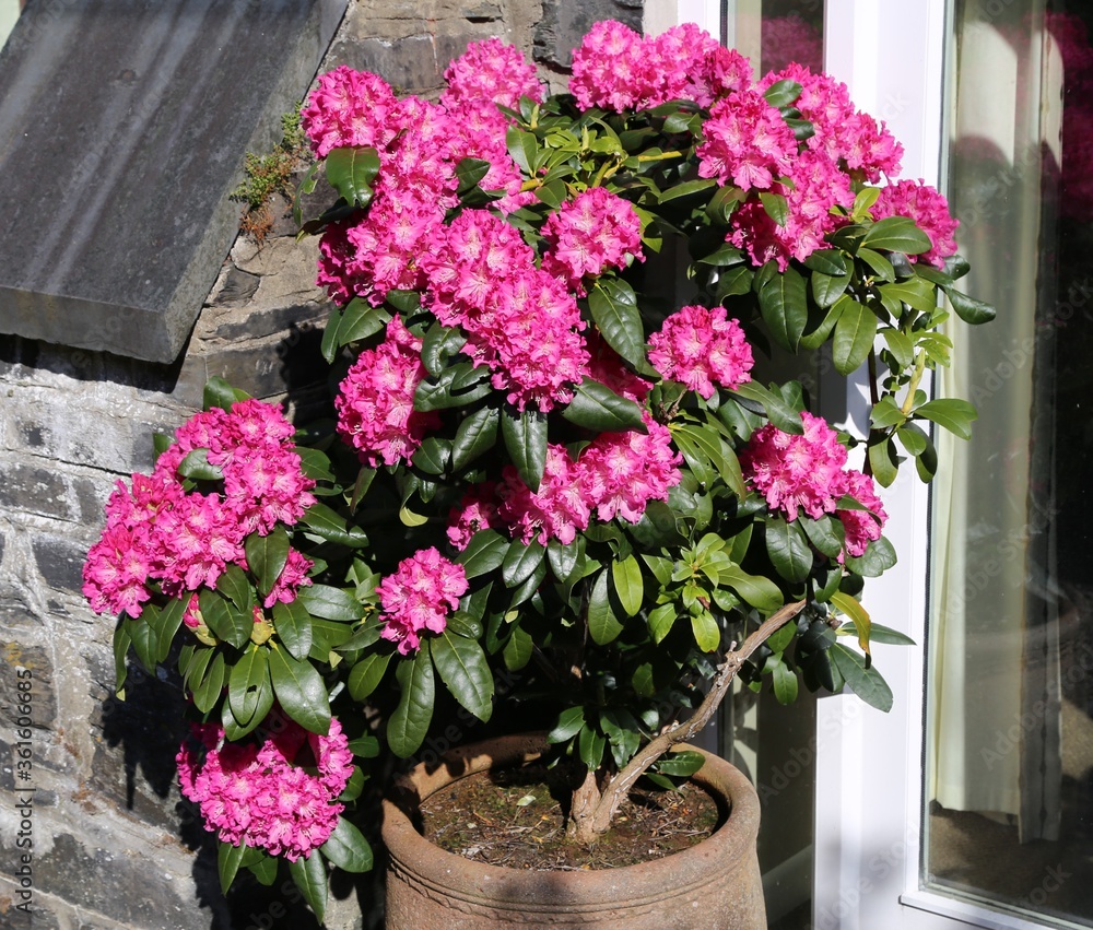 A closeup view of the vibrant pink flowers on a Rhododendron plant in a pot.
