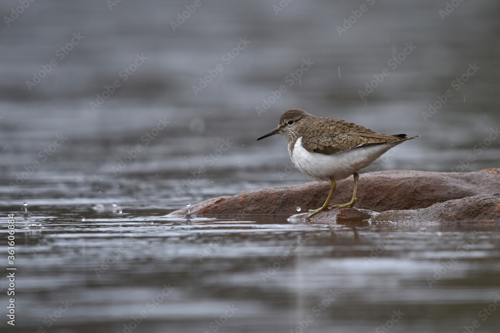 Common sandpiper (Actitis hypoleucos) in the rain. Common sandpiper (Actitis hypoleucos) in the rain.