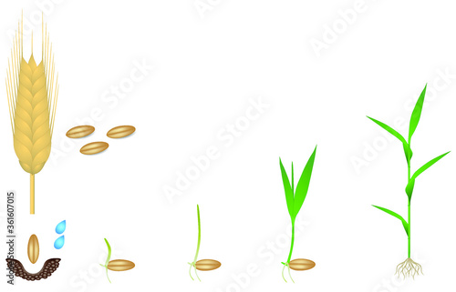 Sequence of a rye plant growing isolated on white.