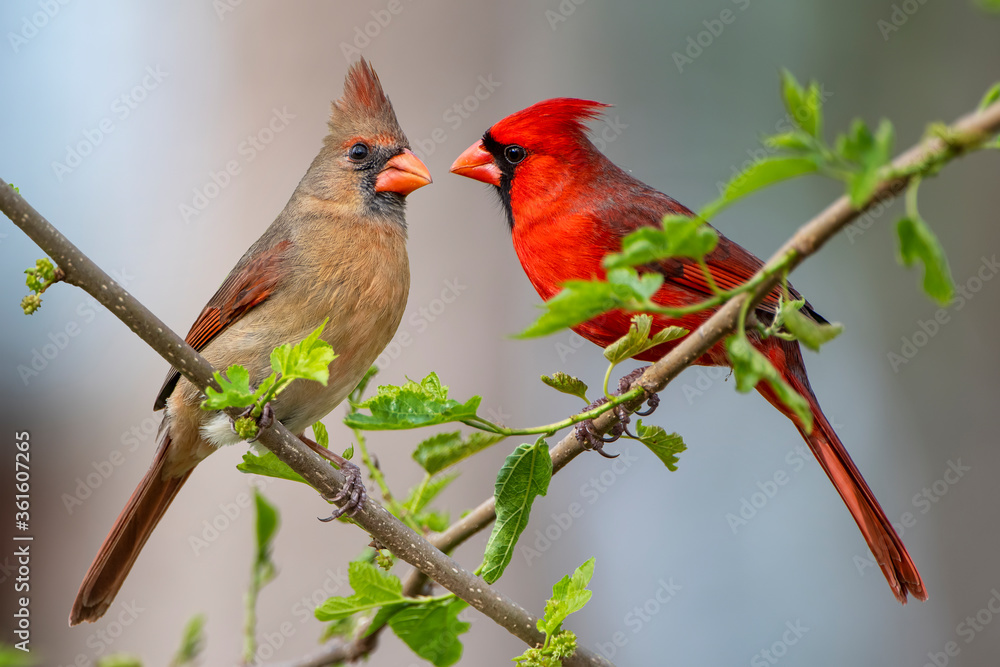 Northern Cardinal Male and Female Perched in Mulberry Tree in Early