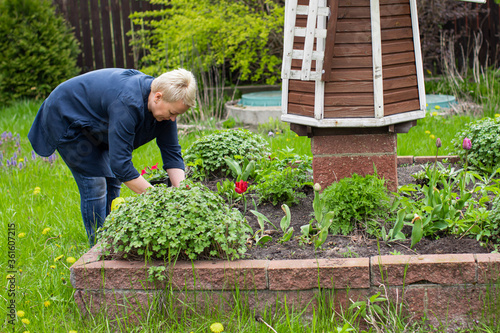 Bilde på lerret female middle-aged gardener planting flowers on decorative flower bed with windmill amidst green countryside