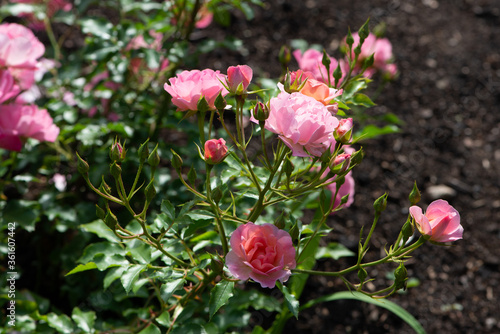 Wallpaper Mural Pink Rose variety Maxi Vila flowering in a garden. Torontodigital.ca