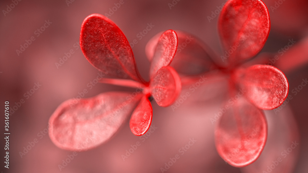 dark red bush leaves on blurred background, close view dark red bush leaves on blurred background, close view