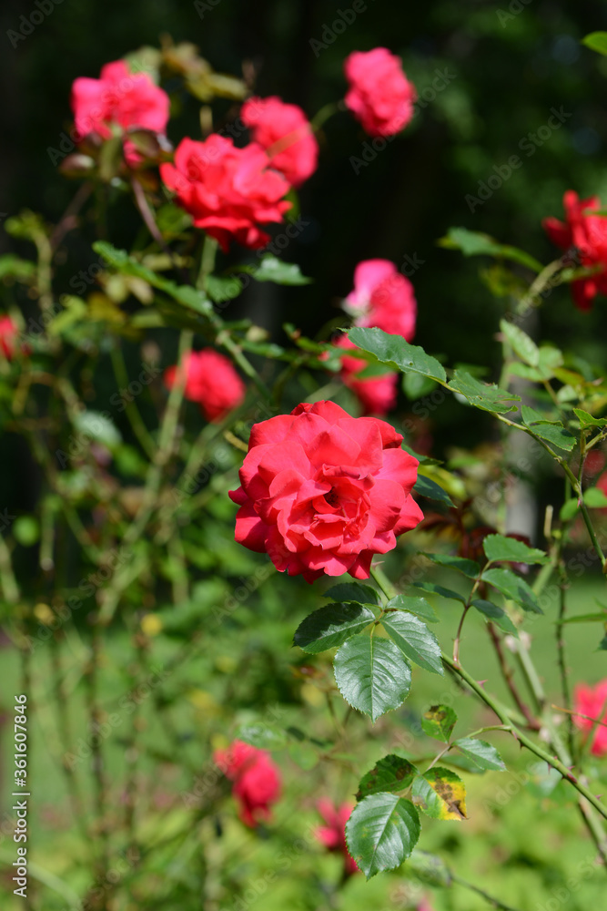  Pink Rose variety Shalom flowering in a garden.