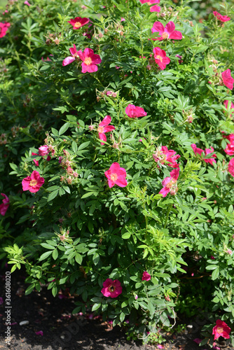 Fototapeta Naklejka Na Ścianę i Meble -  Pink Rose variety Rote Hannover flowering in a garden.