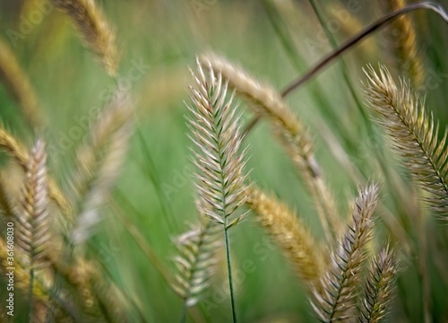 Ears of Wheat