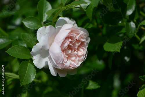 Creamy Rose variety Wildeve flowering in a garden. photo