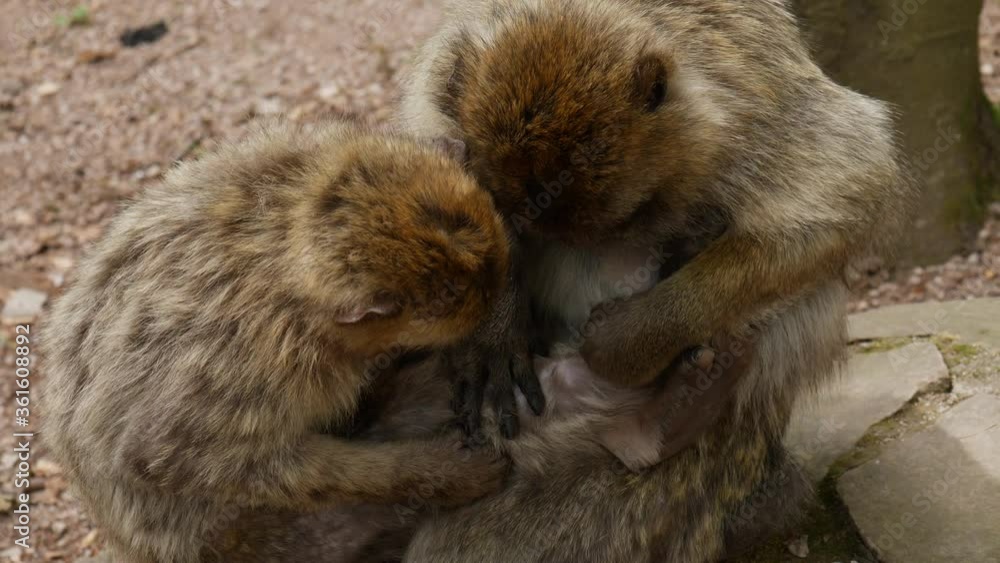 4k video of wild monkey - family 50 fps 4k video of wild monkey - family 50 fps