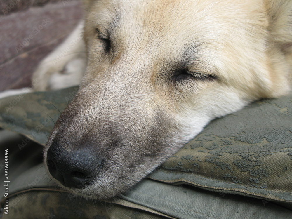 Close up of a dog sleeping on an old dirty mattress