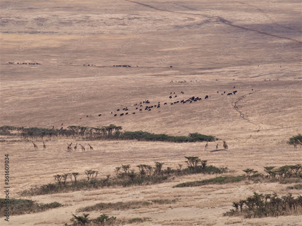 Tanzanian Landscape - Ngorongoro crater
